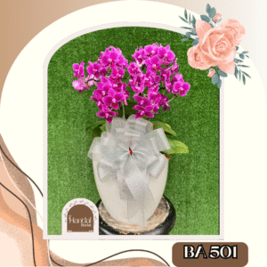 Bunga Anggrek, Bunga Anggrek Jakarta, Orchid Flower, Orchid Flower Jakarta