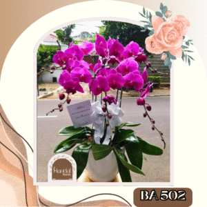 Bunga Anggrek, Bunga Anggrek Jakarta, Orchid Flower, Orchid Flower Jakarta