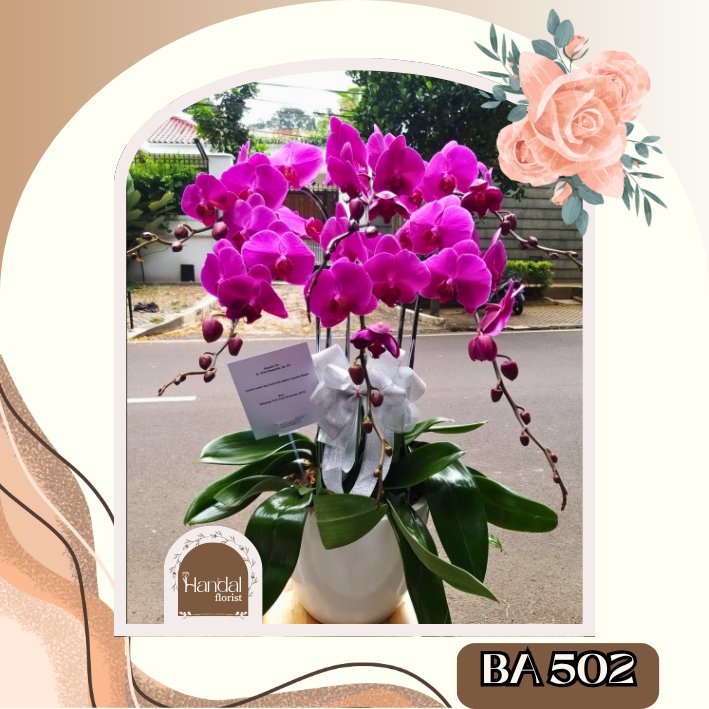 Bunga Anggrek, Bunga Anggrek Jakarta, Orchid Flower, Orchid Flower Jakarta