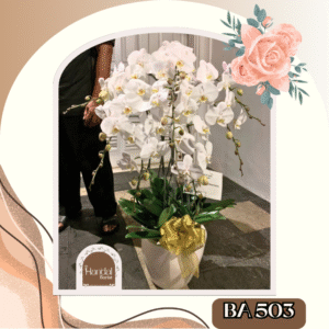 Bunga Anggrek, Bunga Anggrek Jakarta, Orchid Flower, Orchid Flower Jakarta